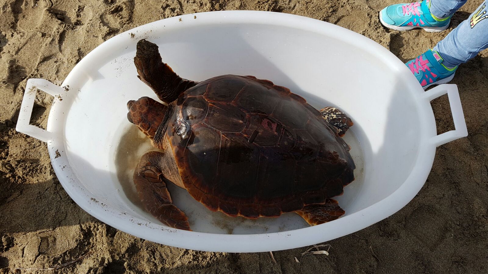 Esemplare Di Tartaruga Marina Sulla Spiaggia Di Santa Severa Recupero